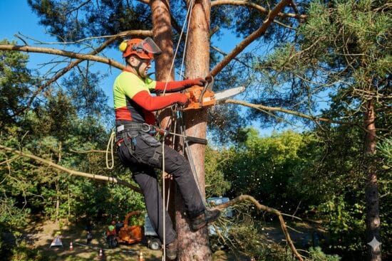 Man Trimming a Tree
