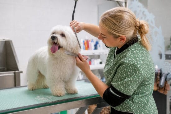 A Woman Grooming a Small Dog